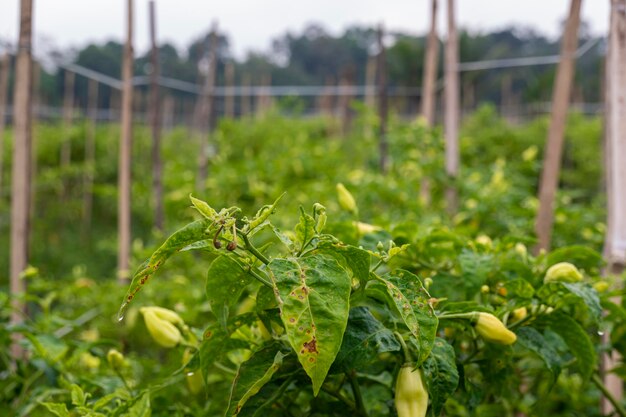 Tradycyjna uprawa chili w Banyuwangi Regency Indonesia