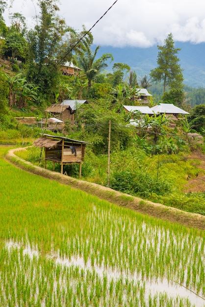 Tradycyjna wioska Toraja w idyllicznym wiejskim krajobrazie