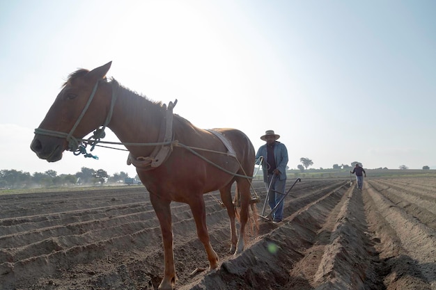 Tradycyjne rolnictwo w Meksyku Meksykański rolnik używa konia do uprawy amarantusa
