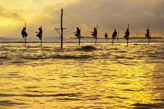 Tradycyjni rybacy na patykach o zachodzie słońca na Sri Lance