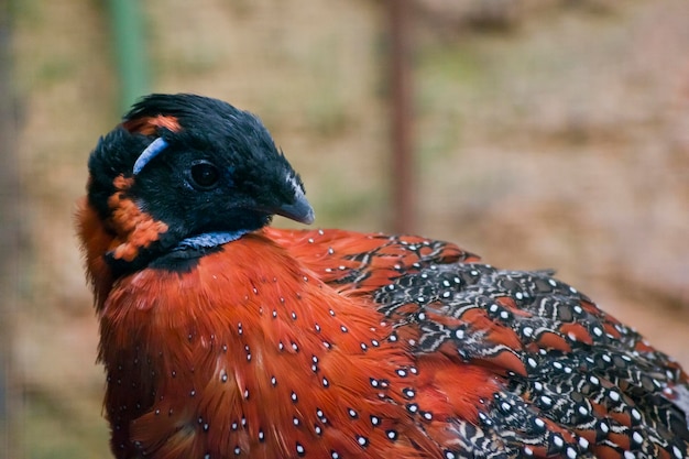 Tragopan niebieskookry to gatunek ptactwa galliformowego