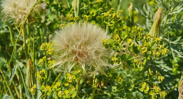 Tragopogon