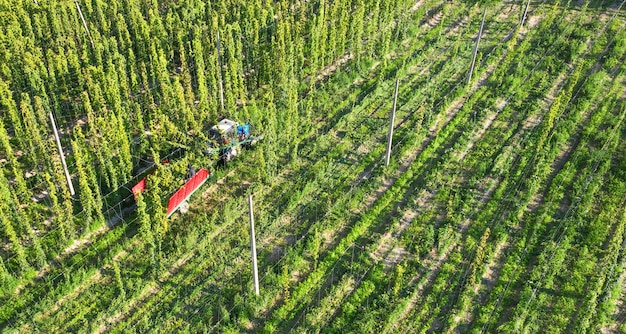 Traktor do zbioru chmielu z przyczepą i wyposażeniem specjalnym. Widok z drona.