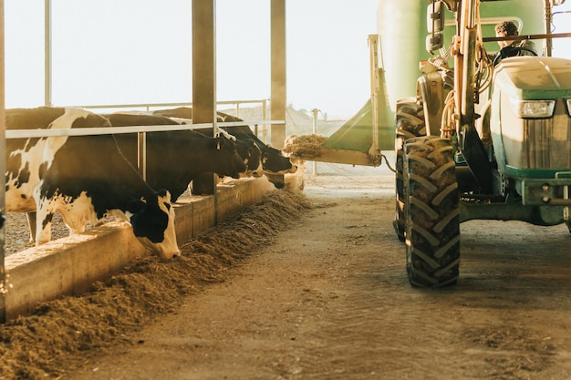 Traktor karmiący krowy na farmie bydła. praca koncepcyjna