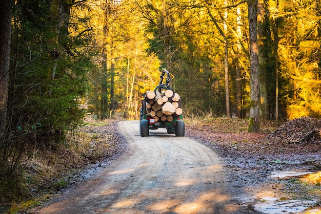 Traktor w lesie załadowany drewnem Zbieranie i transport drewna w lesie