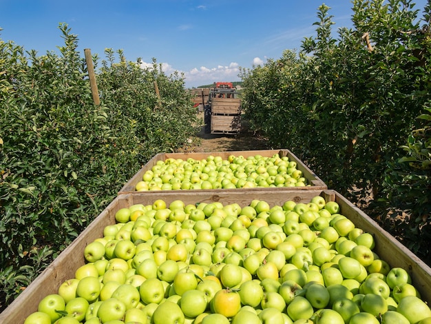 Traktor zbierający jabłka w sadzie jabłoniowym Jesienne zbiory