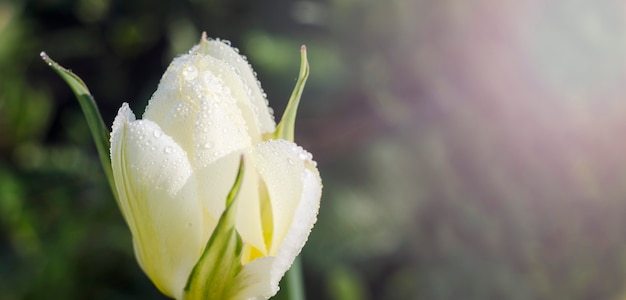 Transparent tło z miejsca na kopię. Biały tulipan z kroplami rosy zbliżenie na zielonym tle ze słońcem.