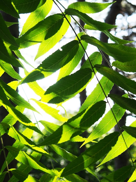 Transparent zielonych liści w słońcu, w sezonie letnim i jesiennym, tło