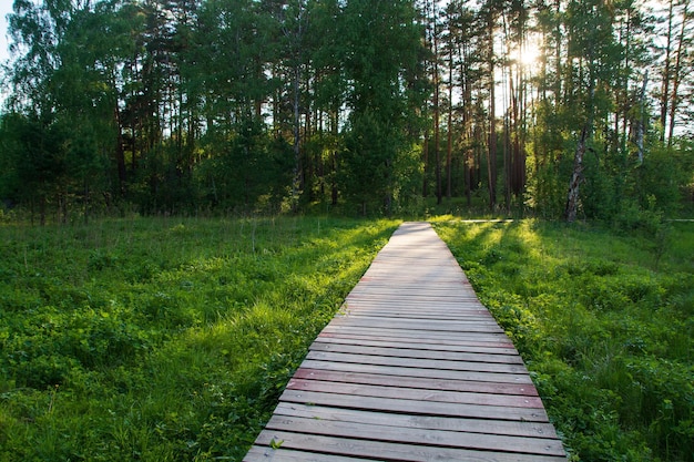 Trasa Turystyczna Z Drewnianych Prętów W Lesie Widok Na Leśną Drogę I Altanę