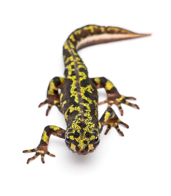 Traszka marmurkowa - Triturus marmoratus