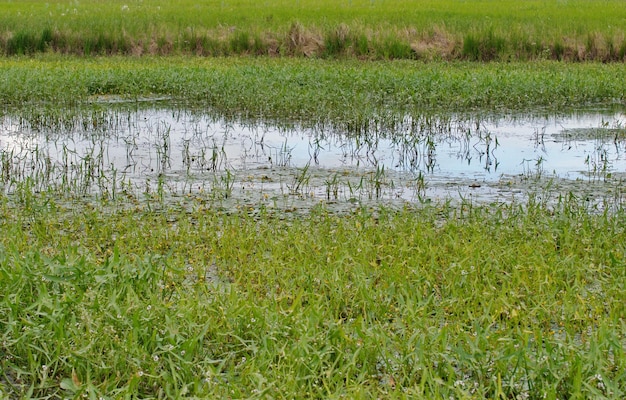 Trawa Bagienna I Kwiaty W Małym Bagnie. Zachodnia Syberia. Rosja