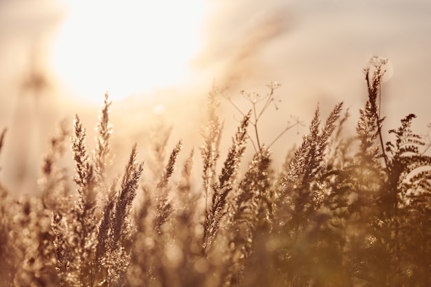 Trawa Buszowa Calamagrostis Epigejos