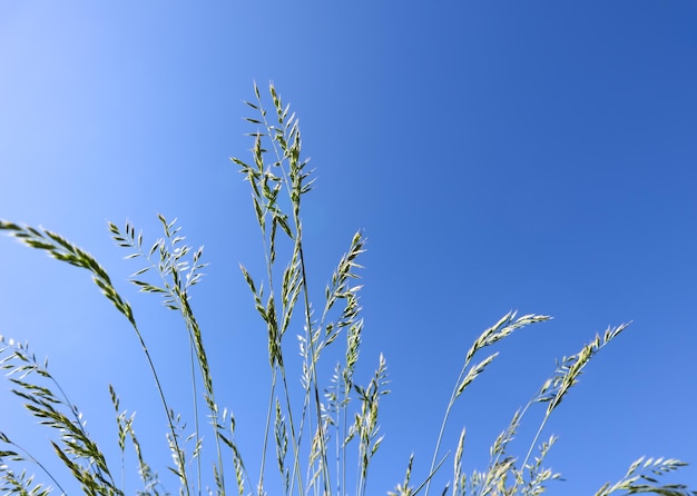 Trawa dekoracyjna Kostrzewa niebieska na tle błękitnego nieba Festuca glauca spikelets