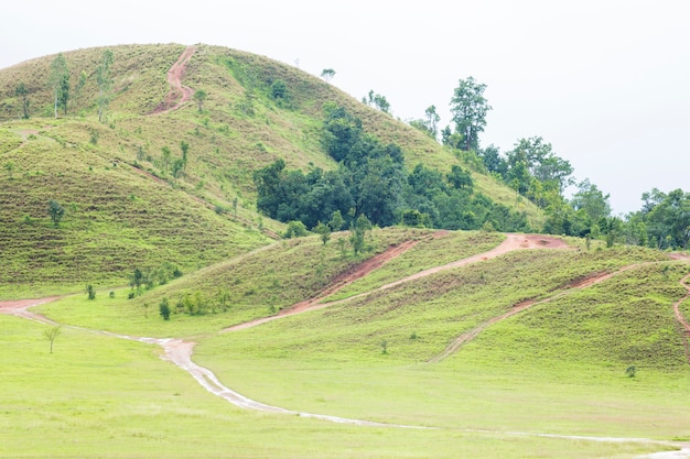 Trawa górska. Halna trawa, Ranong Tajlandia.