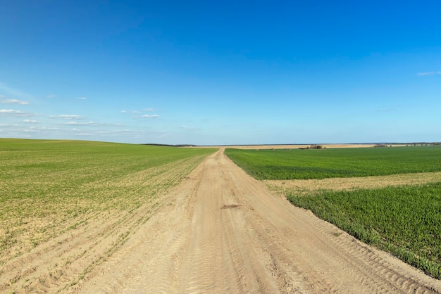 Trawa i inne rośliny rosną na polu z polną drogą