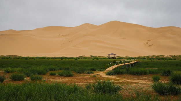 Trawa i schronienie przed wydmami pustyni Gobi w Mongolii