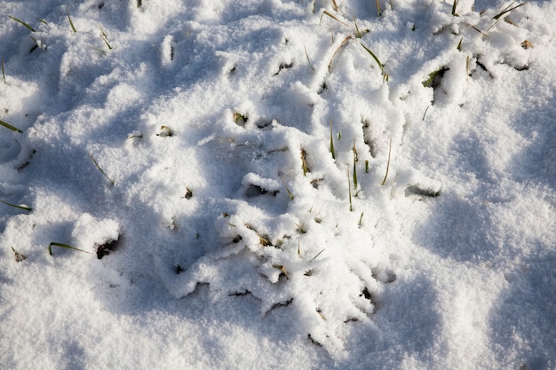 Trawa i śnieg zimą