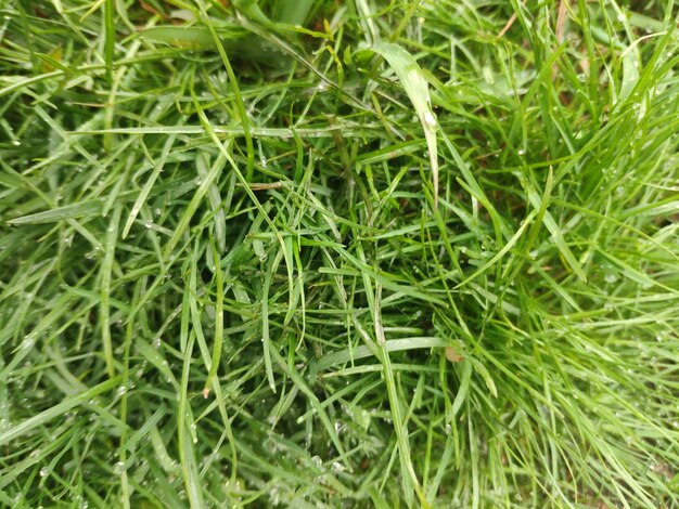 Trawa jest zielona i ma kilka zielonych źdźbeł