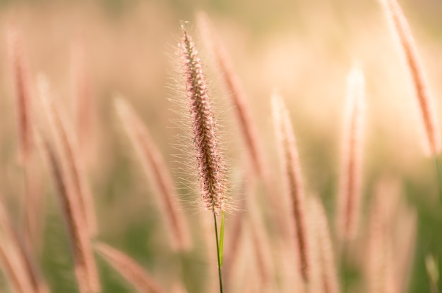 Trawa kwiat z zamazanym miękkim tłem, Piękna natura kwitnąć pojęcie.