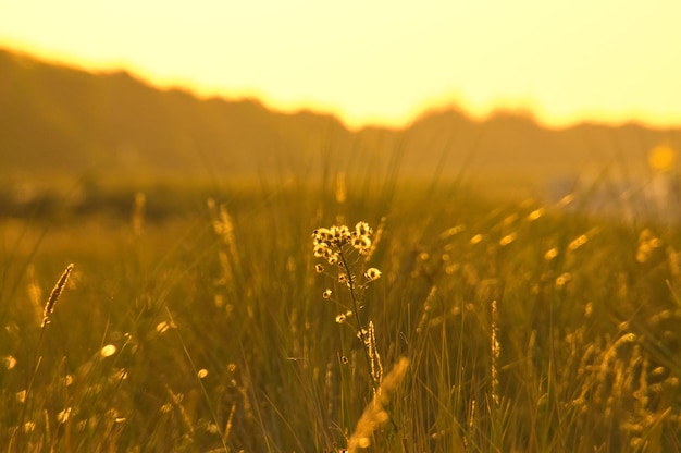 Trawa łąka z krzewami i kwiatami na wydmie na wybrzeżu o zachodzie słońca Natura