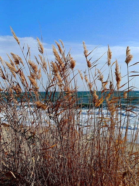 trawa na plaży