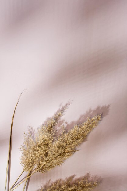 Zdjęcie trawa pampas i cienie na neutralnym pastelowym tle tle dla inskrypcji i opowieści