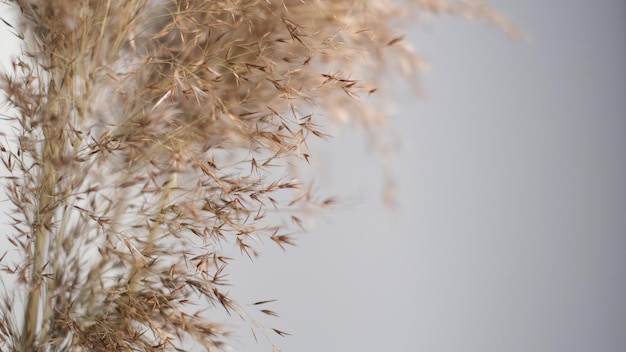 Trawa Pampas na ścianie orzechów pecan Abstrakcyjne naturalne tło miękkich roślin