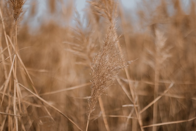 Trawa pampasowa w szarym niebie. Streszczenie naturalne minimalne tło z puszystymi roślinami Cortaderia selloana poruszającymi się na wietrze.