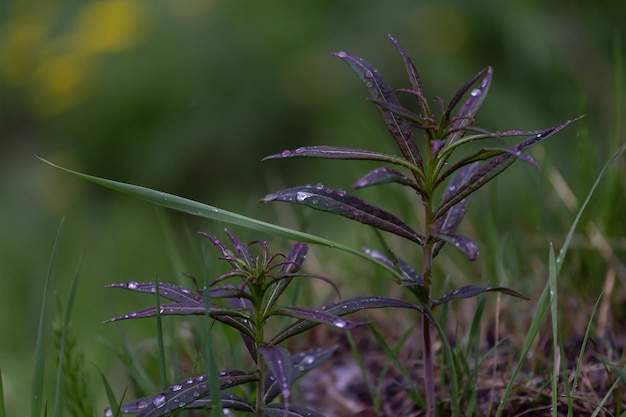 Trawa po deszczu zbliżenie Rosebay Willowherb