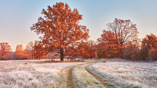 Trawa pokryta białym szronem w porannej panoramie. Polnej drodze na pole, dąb z pomarańczowymi liśćmi. Zmiana pory roku z jesieni na zimę. Świt jesień mglisty łąka. Białoruś.