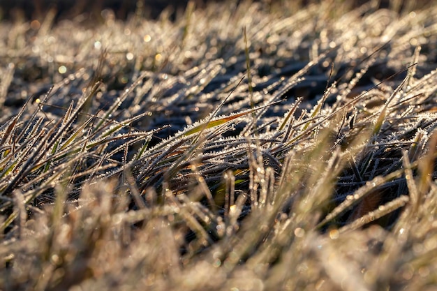 Trawa Pokryta Białym Zimnym Szronem W Sezonie Zimowym