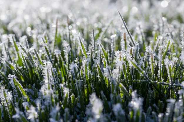 Trawa pokryta lodem i szronem w sezonie zimowym