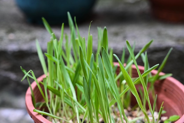 Trawa pszeniczna lub trawa dla kota sadzi się w doniczce