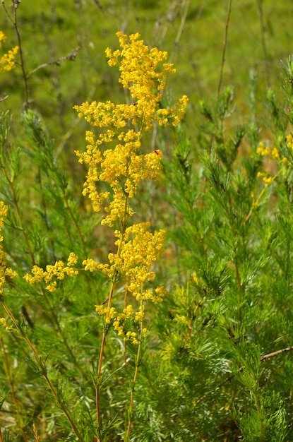 Trawa roślinna z żółtymi małymi kwiatami na niewyraźnym trawiastym tle selektywne skupienie