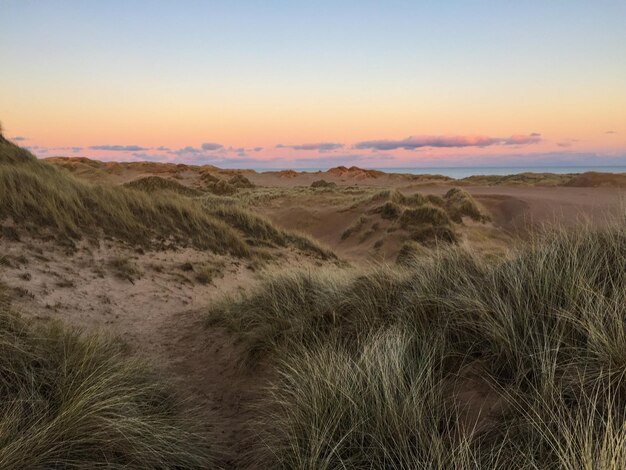 Trawa rosnąca na plaży na tle nieba podczas zachodu słońca