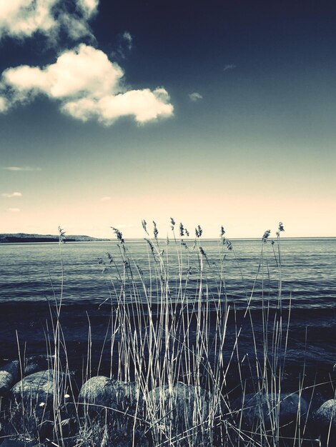 Zdjęcie trawa rosnąca nad morzem na tle nieba