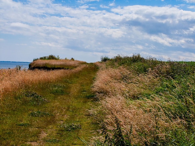 Zdjęcie trawa rośnie na górze nad morzem na tle nieba