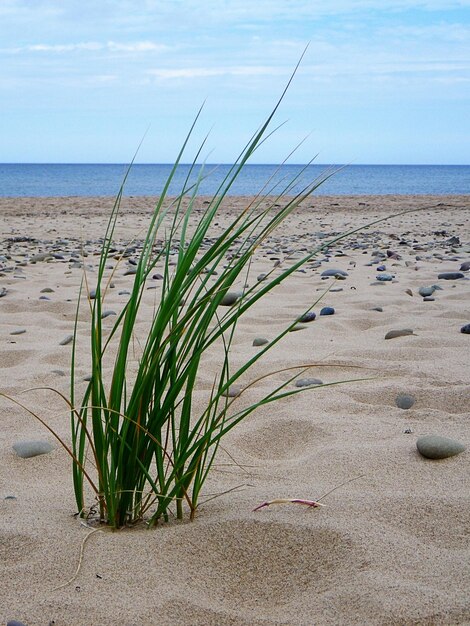 Zdjęcie trawa rośnie na plaży na tle nieba.