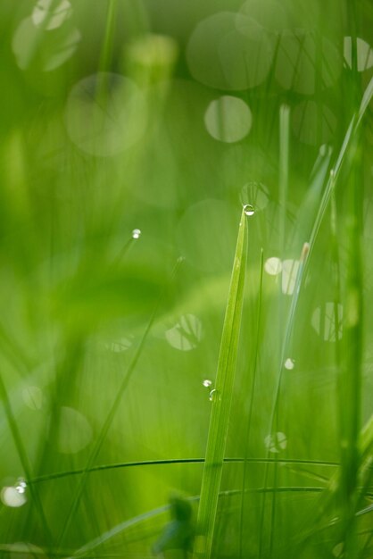 Trawa. Świeża zielona trawa z zbliżeniem kropli rosy. Słońce. Miękka ostrość. Abstrakcyjne tło natury