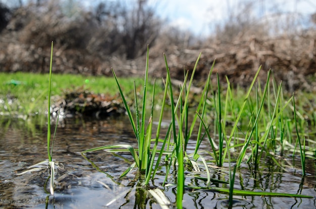 Trawa wiosenna w pobliżu Creek.