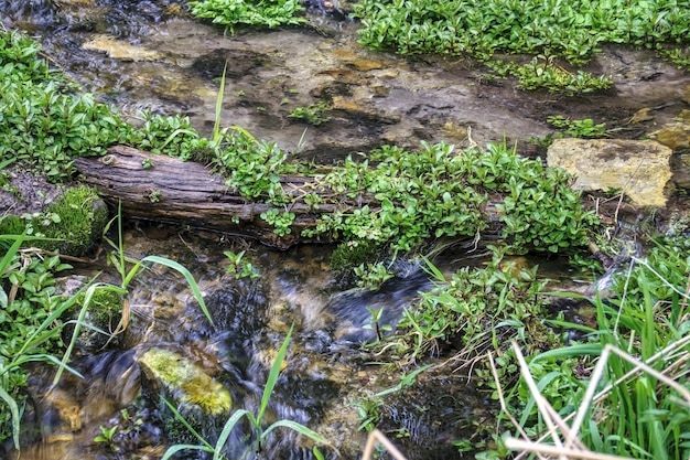 Trawa wokół strumienia Photo