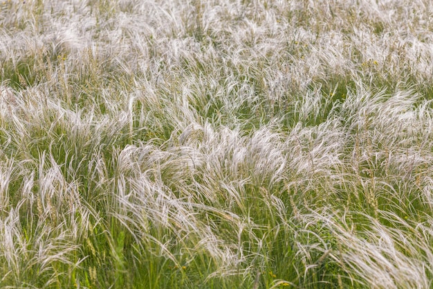 Trawa z piór lub igieł