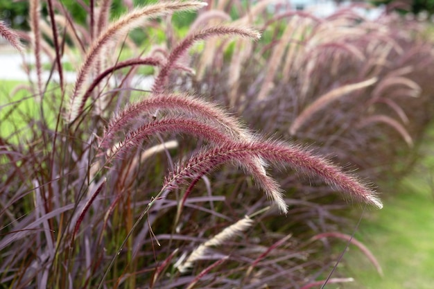 Trawa źródlana lub pennisetum alopecuroides