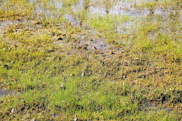 Trawiaste bagna ze stojącą wodą