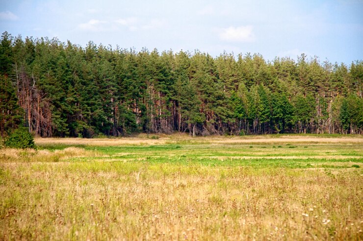 Zdjęcie trawy dolina w lesie podczas lata