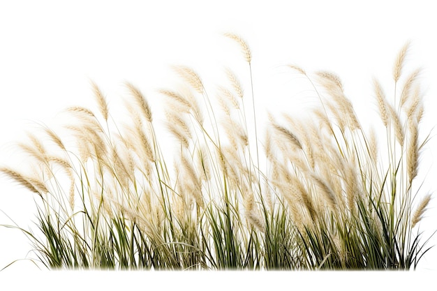 Trawy ozdobne izolowane na białym tle