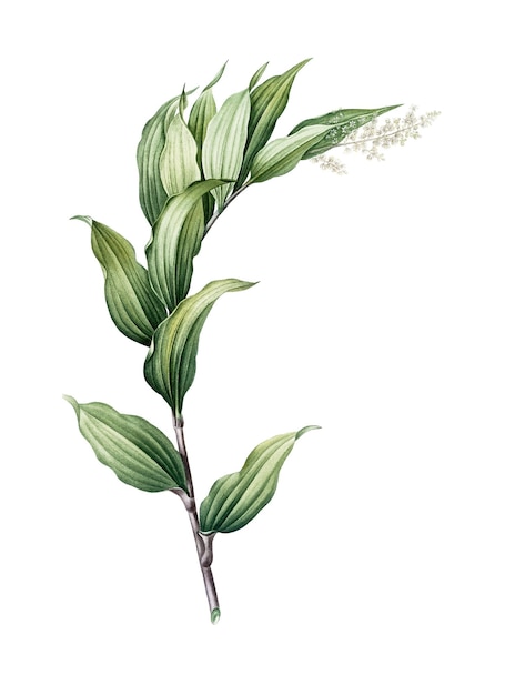Treacleberry png naklejka vintage botaniczna ilustracja przezroczyste tło
