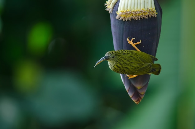 treaked Spiderhunter (Arachnothera magna)