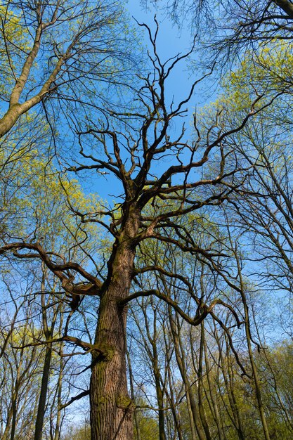 Treetops lasu liściastego wiosną w górę widok na niebo, drzewa.