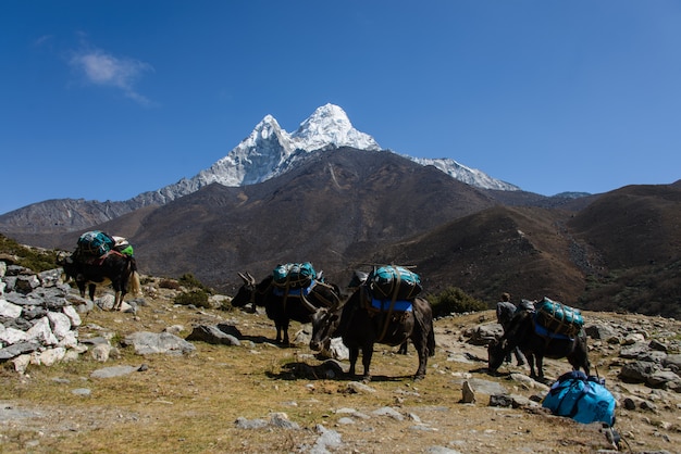 Trekking w Nepalu w Himalajach